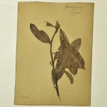J 87 - Planche d'herbier